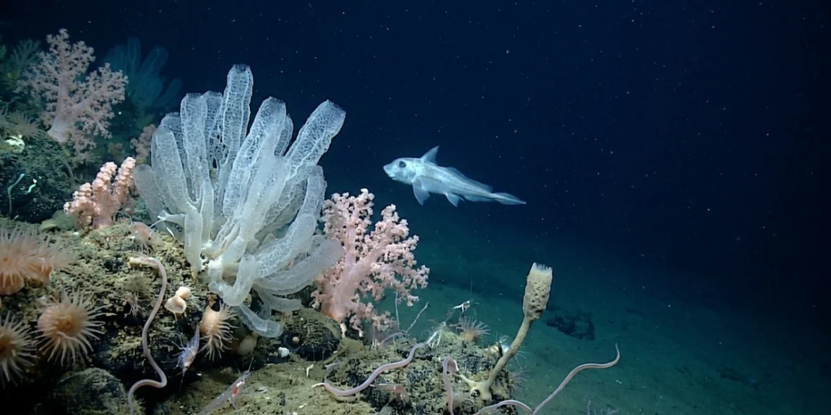 Marinha desconhecida descoberta agora, 1.121 espécies mapeadas em apenas um ano