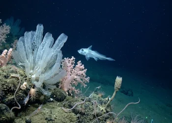 Marinha desconhecida descoberta agora, 1.121 espécies mapeadas em apenas um ano