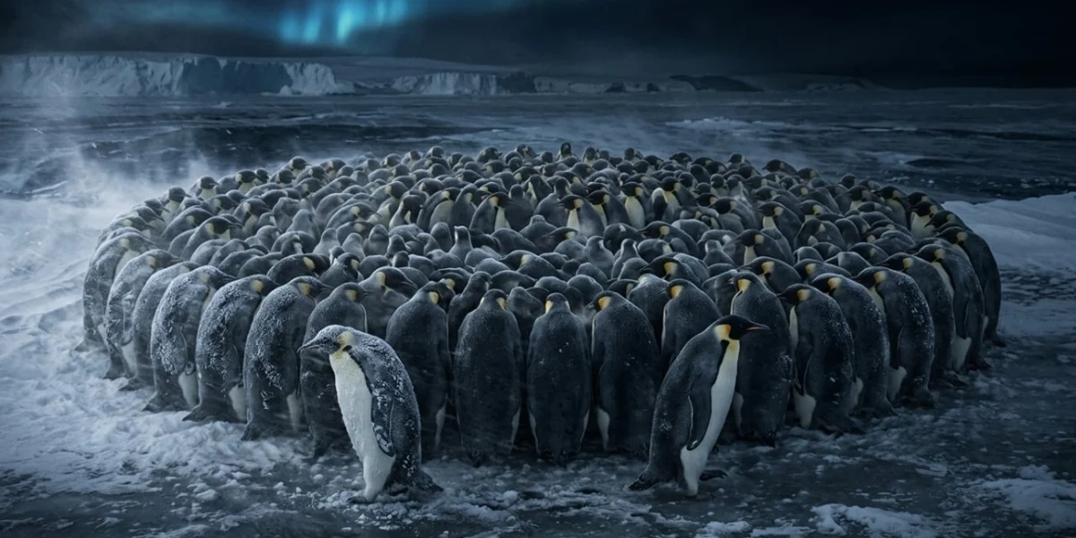 Aprenda com pinguins-imperadores hoje como superar fases difíceis agora