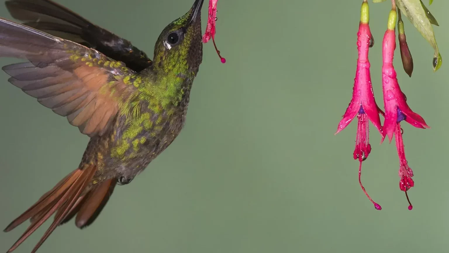 descubra 5 flores que v o atrair beija flores para o seu jardim 17e9f5ca https placardaprevidencia.com .br