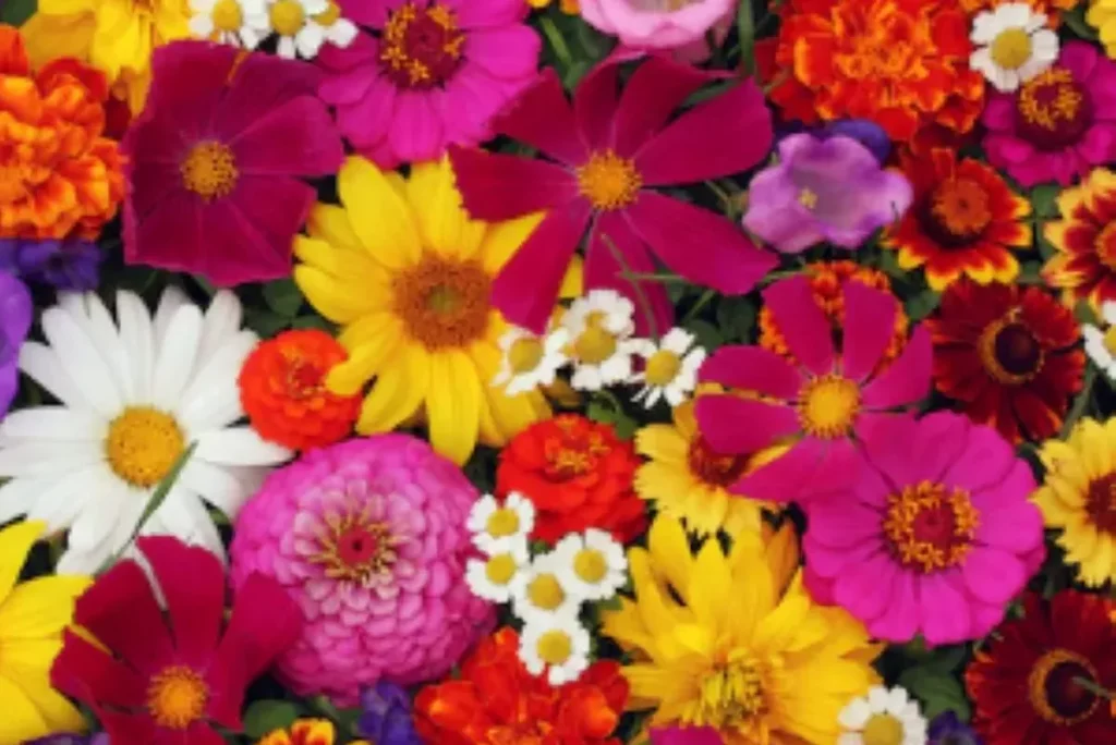 14 flores que va o deixar sua casa com um cheiro maravilhoso 154e2fc0