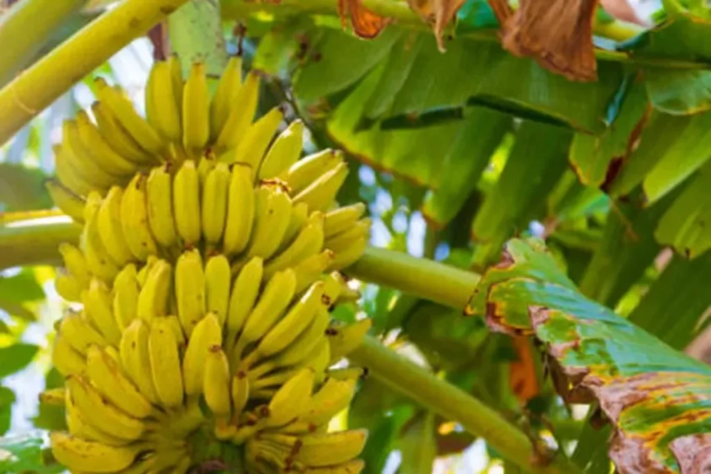 plantar bananeira no quintal vale a pena tenha bananas em casa o ano inteiro a731ba63