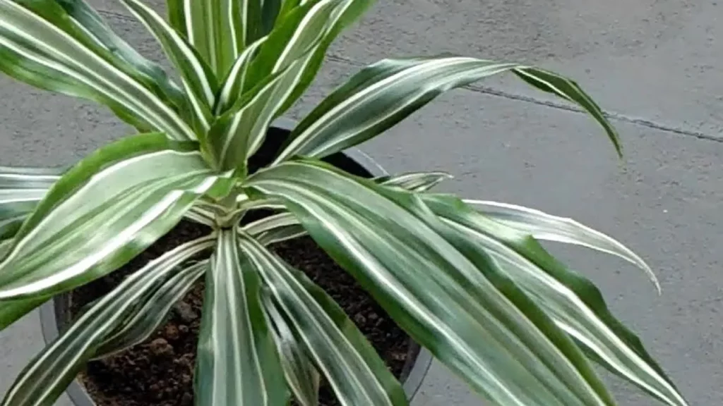 plantas podem purificar o ar da sua casa veja o que diz a ci ncia 2ef0f6ea
