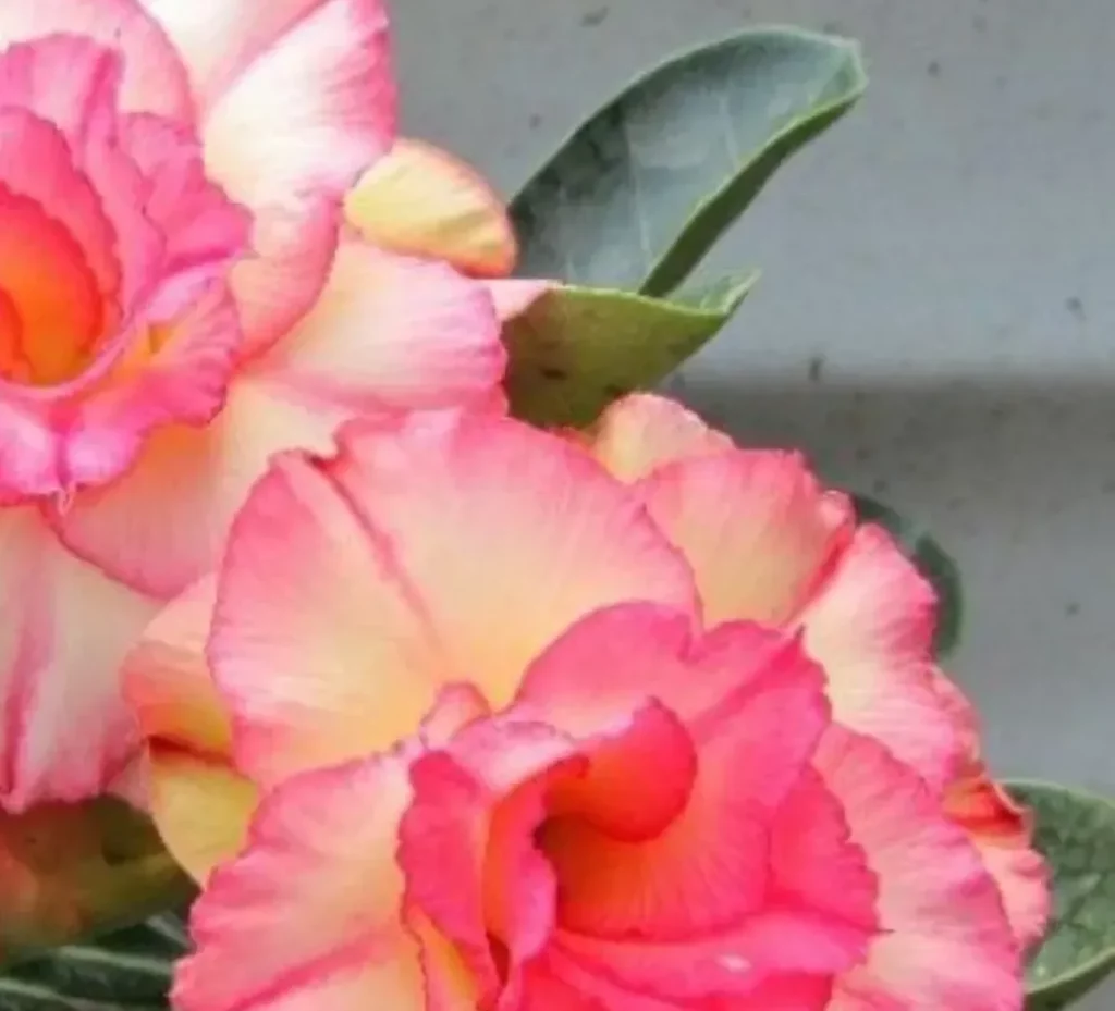 por que cultivar rosa do deserto 4 raz es irresist veis 204ff5b9