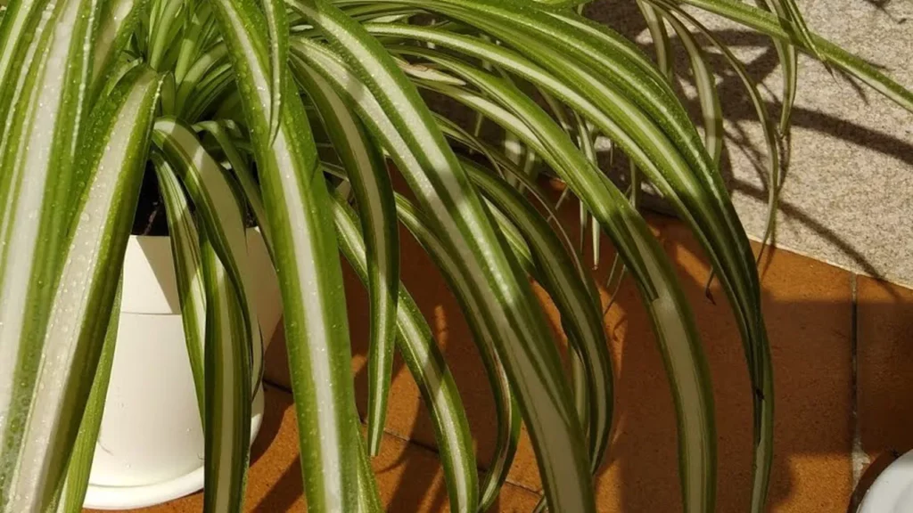 socorro afoguei minha planta poss vel salvar veja dicas 641a8e2a